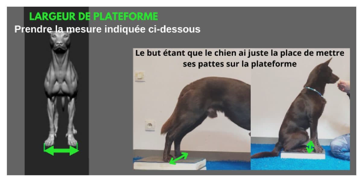 Mesure de la largeur de plateforme, chien debout et assis dessus