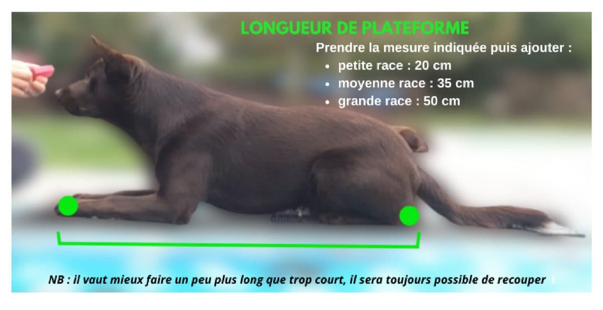 Mesure de la longueur de plateforme sur un chien