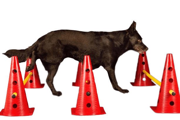 Chien slalomant entre des plots d'agility