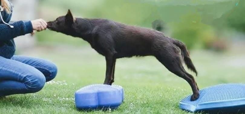 Chien en extension entre deux plateformes d'équilibre en extérieur