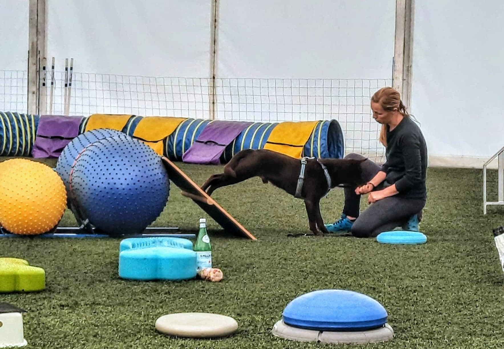 Chien sur un parcours d'obstacles et d'équilibre en intérieur