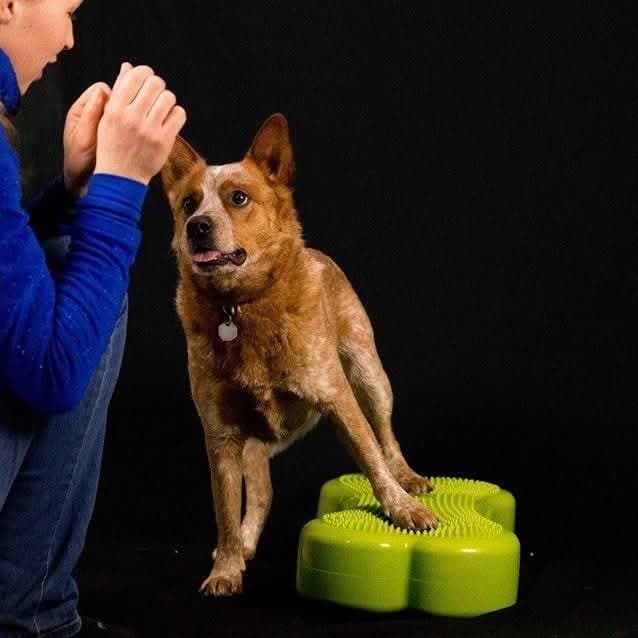 Chien travaillant l'équilibre sur une plateforme de proprioception